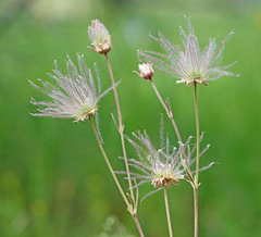 Geum triflorum ciliatum