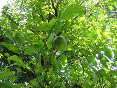 Citrus × microcarpa