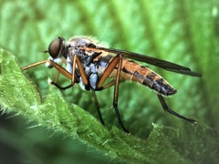 Rhagio annulatus