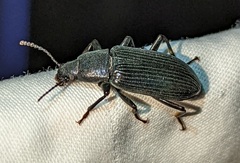 Xylopinus saperdoides