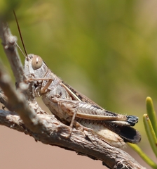 Ramburiella hispanica