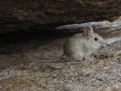 Elephantulus rupestris