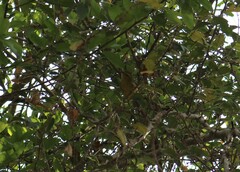 Vireo hypochryseus sordidus