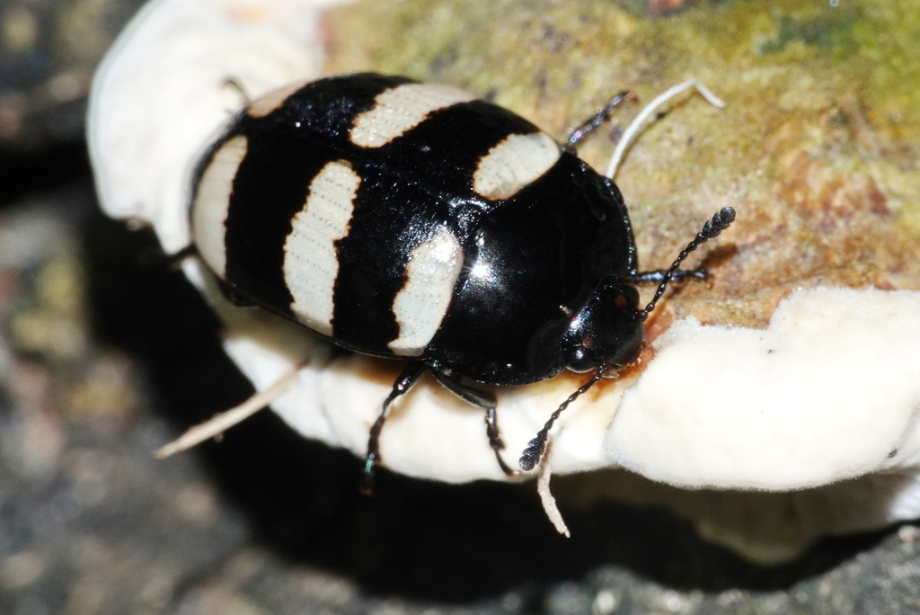 Iphiclus nigrotrifasciatus