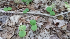 Neottia convallarioides