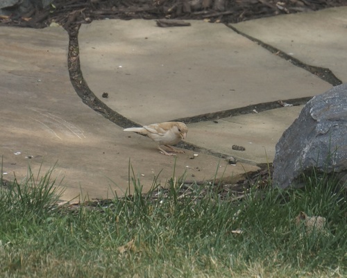 House Sparrow photographed in Minnesota