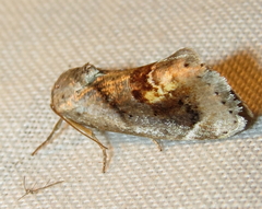 Tarache terminimaculata