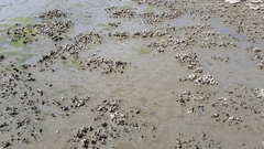 Magallana angulata