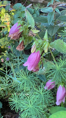 Campanula punctata