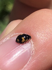 Ceratomegilla alpina