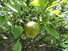 Citrus × microcarpa