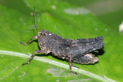 Batrachidea planus