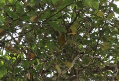 Vireo hypochryseus sordidus