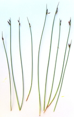 Juncus drummondii