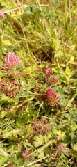 Trifolium pratense