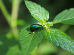 Chrysolina graminis