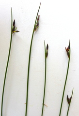 Juncus drummondii