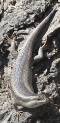 Trachylepis spilogaster