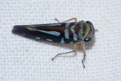 Neobalinae