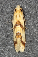 Aethes bilbaensis
