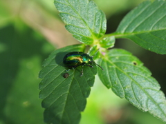 Chrysolina graminis