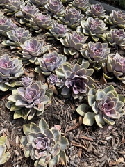 Echeveria gibbiflora × potosina