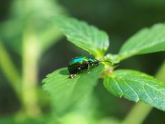 Chrysolina graminis