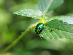 Chrysolina graminis