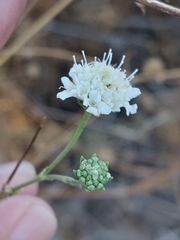 Pycnocomon rutifolium