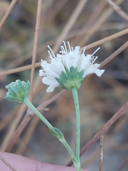 Pycnocomon rutifolium