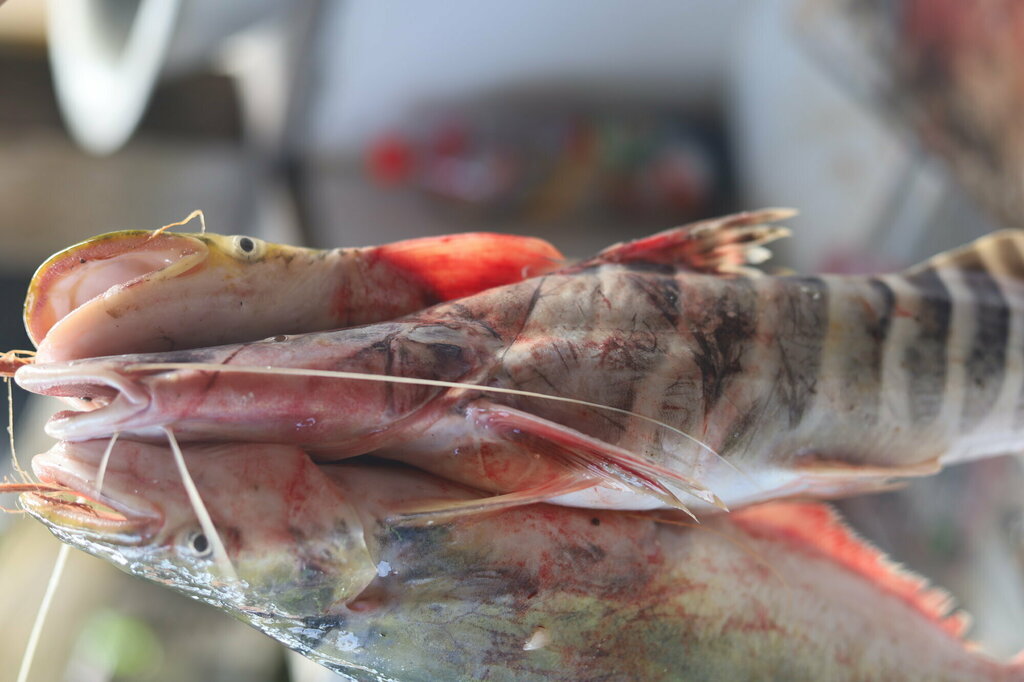 Tigerstriped Catfish