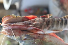 Tigerstriped Catfish photo 4