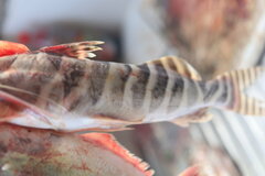 Tigerstriped Catfish photo 5