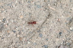 Pogonomyrmex subdentatus