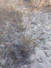 Pycnocomon rutifolium