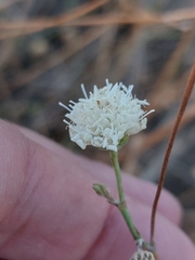 Pycnocomon rutifolium