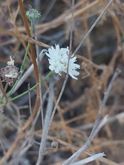 Pycnocomon rutifolium