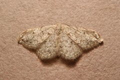 Idaea alyssumata