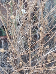 Pycnocomon rutifolium