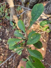 Pavetta gardeniifolia