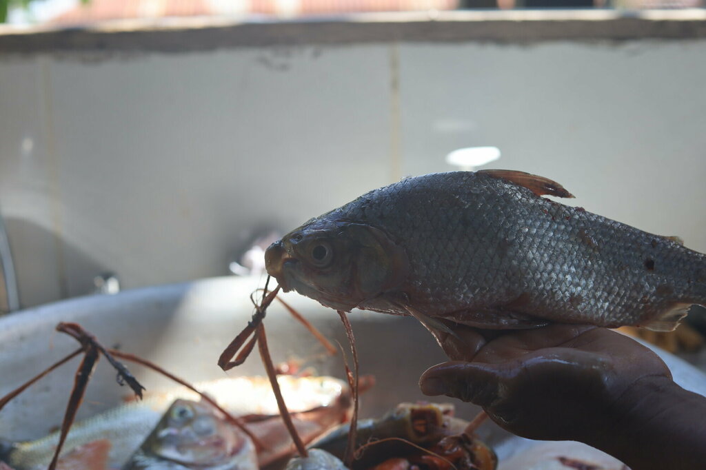 Black Prochilodus