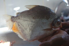 Mylossoma