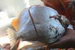 Mylossoma