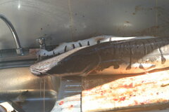 Pseudoplatystoma punctifer