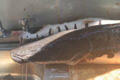 Pseudoplatystoma punctifer
