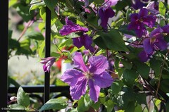 Clematis × jackmanii