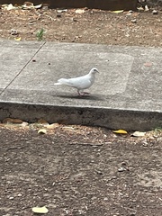 Columba livia domestica