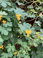 Tropaeolum peregrinum