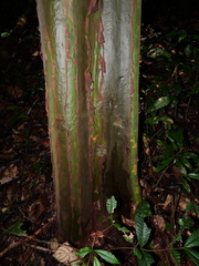 Capirona macrophylla