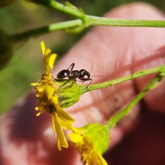 Himacerus mirmicoides
